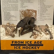 Bridgestone Arena Smilodon Bones