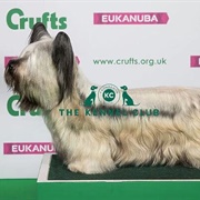 Skye Terrier