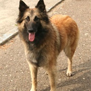 Belgian Tervuren