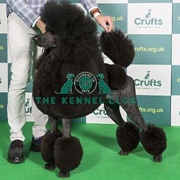 Poodle (Standard)