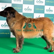 Estrela Mountain Dog