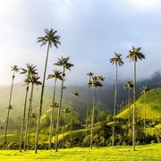 Cocora Valley, Colombia