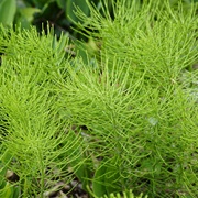 Horsetail Tea