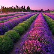 Lavender Farms of Sequim, WA