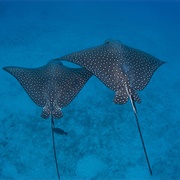 Spotted Eagle Ray