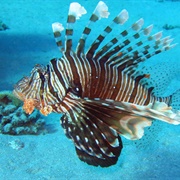 Devil Lionfish