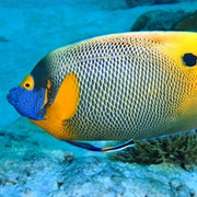 Yellow-Masked Angelfish