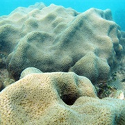 Boulder Star Coral