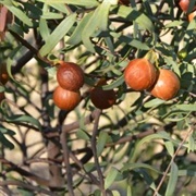Australian Sandalwood (Santalum Spicatum)