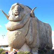 Big Merino
