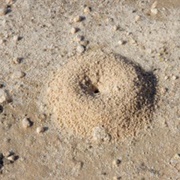 Ant Hill