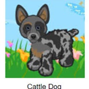 Cattle Dog