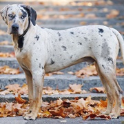 Catahoula Leopard Dog