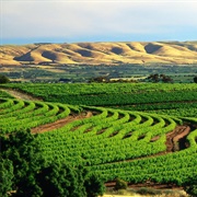 McLaren Vale, Australia