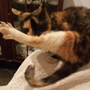 I Don't Know Why I Am Thinking of Chicken Legs