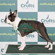 Boston Terrier
