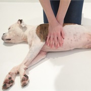 Pet CPR