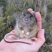 Long-Tailed Mouse