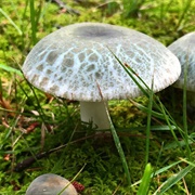 Green-Cracking Russula (Russula Virescens)