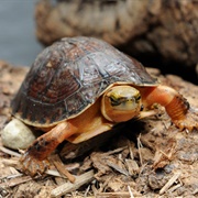 McCord's Box Turtle