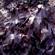 Dulse (Palmaria Palmata)