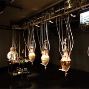 Museum of Old and New Art (MONA)