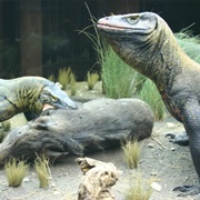 Komodo Dragon Diorama