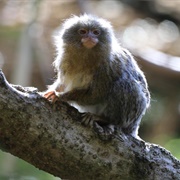 Eastern Pygmy Marmoset