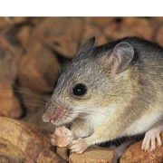 Western Pebble-Mound Mouse
