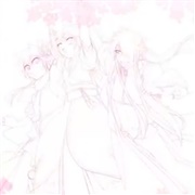 Cherry Blossoms, Falling -Beautifully-