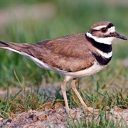 Killdeer