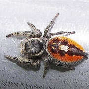 Orange Jumping Spider