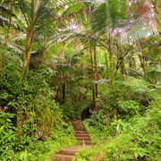 El Yunque Rainforest, Puerto Rico