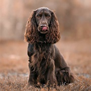 Field Spaniel