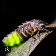 Glowworm