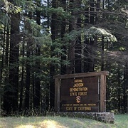Jackson Demonstration State Forest