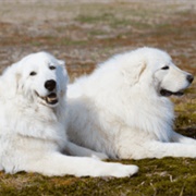 Maremma Sheepdog