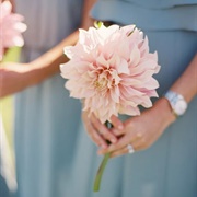 Single Bloom Bouquet