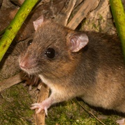 Grassland Melomys