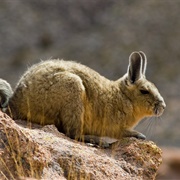 Mountain Viscacha