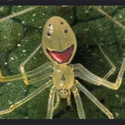 Happy Face Spider