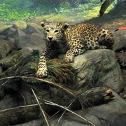 Asiatic Leopard Diorama