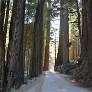 California&#39;s North Coast Redwood Highway