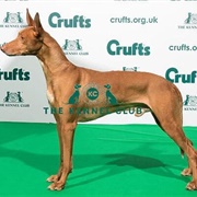 Pharaoh Hound