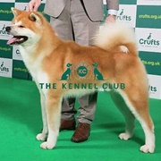 Japanese Akita