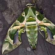 Oleander Hawk-Moth