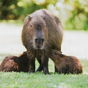 Ibera National Park, Argentina