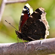 Mourning Cloak