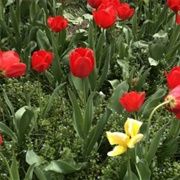 Sherwood Gardens, Baltimore, MD