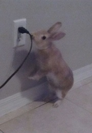 Bunny Trouble (1999)